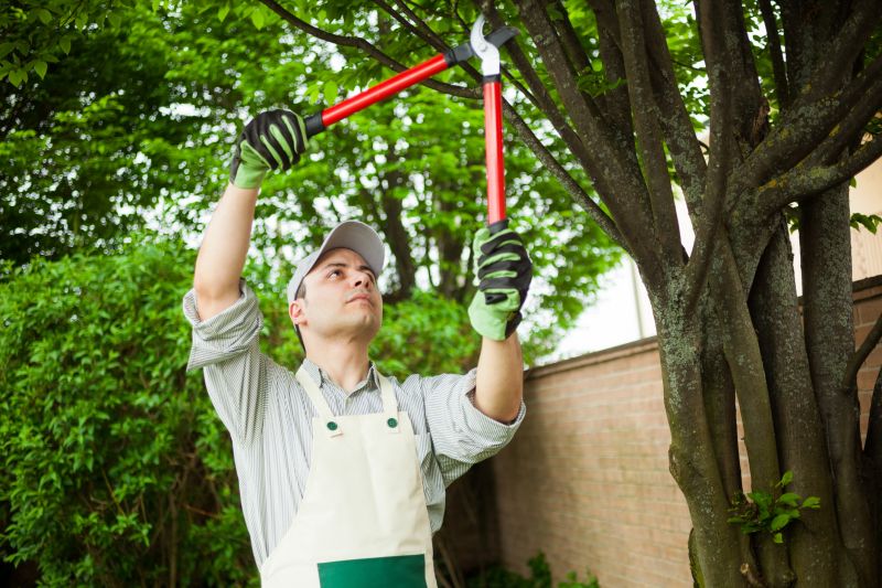 Tree Branch Cutting in Allentown, PA