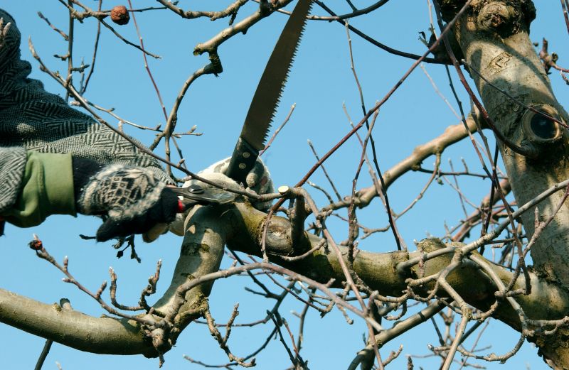 Tree Shearing in Doylestown, PA