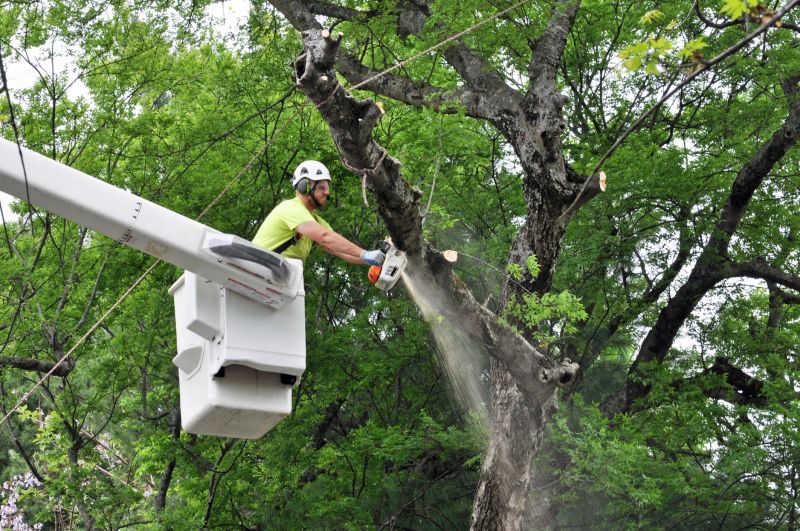 Large Branch Removal