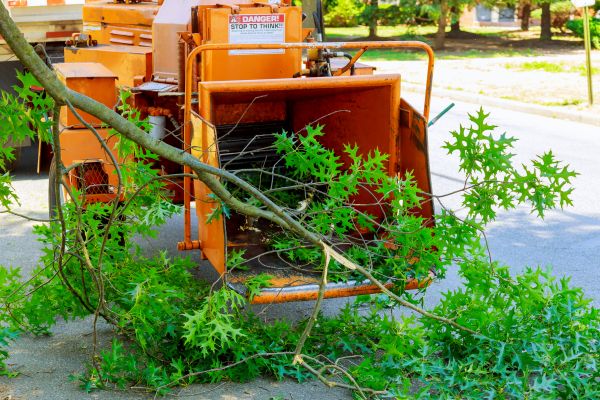 Tree Branch Shredding